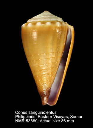 Conus sanguinolentus.jpg - Conus sanguinolentusQuoy & Gaimard,1834